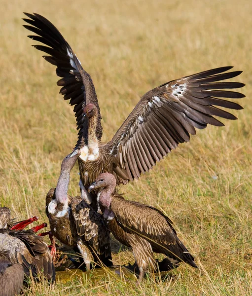 Aves predatórias comem a presa — Fotografia de Stock