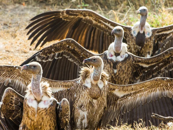 Porträtt av afrikanska gamar — Stockfoto