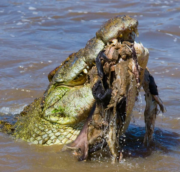 Krokodil eszik egy GNÚ — Stock Fotó