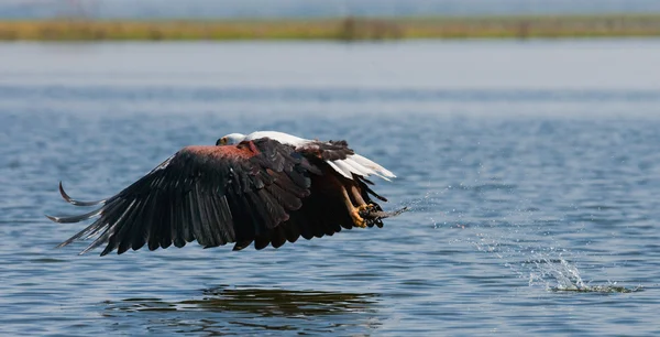 Peixe Africano Caça águia — Fotografia de Stock