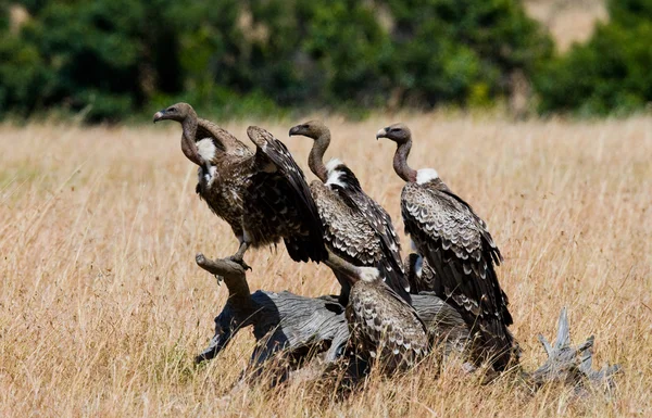 Afrikaanse roofvogels — Stockfoto