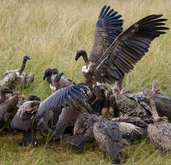 Aves predatórias comem a presa — Fotografia de Stock