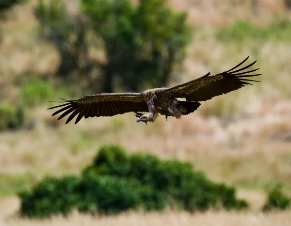 Predatory bird  in flight — Stock Photo, Image