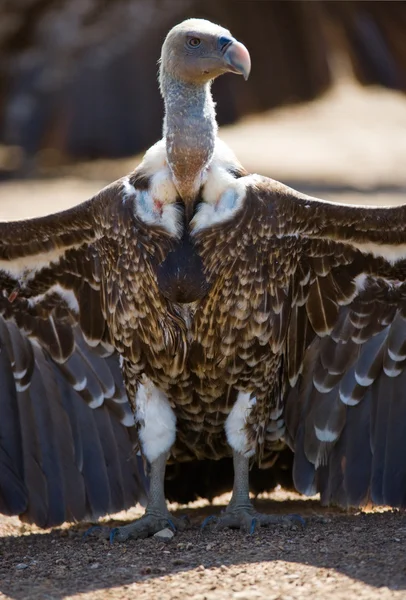 Portrait of african vulture — Stock Photo, Image