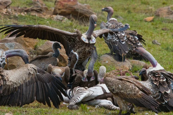 Aves predatórias comem a presa — Fotografia de Stock