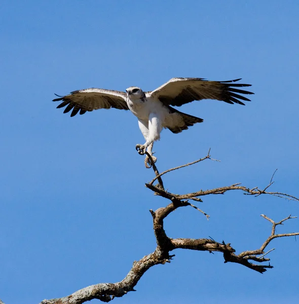 Predatory African bird on a tree — Stock Photo, Image