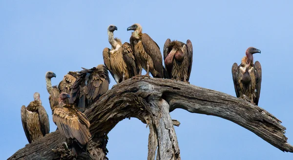Ragadozó afrikai madarak — Stock Fotó