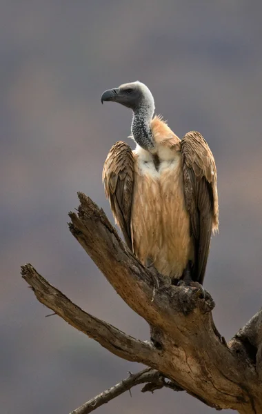 Bir ağaç üzerinde Afrika yırtıcı kuş — Stok fotoğraf