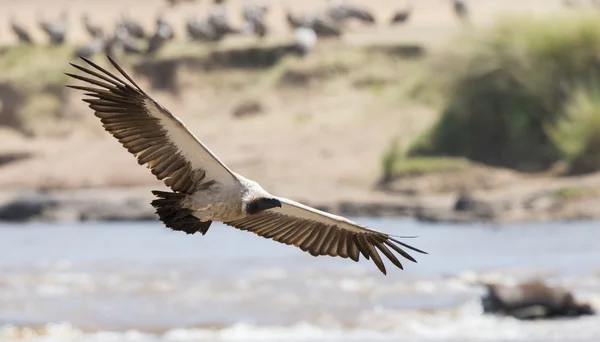 Pájaro depredador vuela a presa —  Fotos de Stock