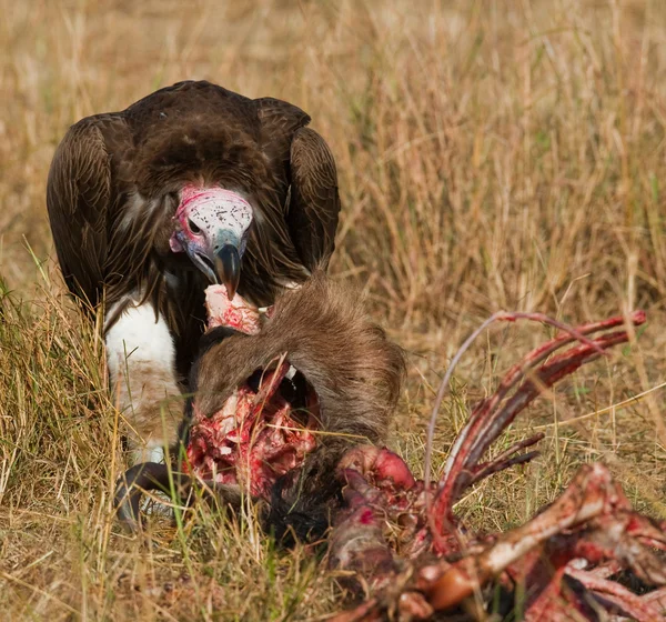 Raubvogel frisst die Beute — Stockfoto