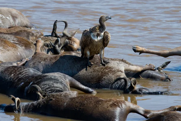 Predatory bird eating prey by the river