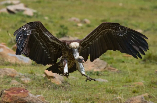 Predatory bird  in flight — Stock Photo, Image