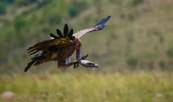 Roofzuchtige vogel in vlucht — Stockfoto