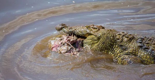 ワニがヌーを食べる — ストック写真