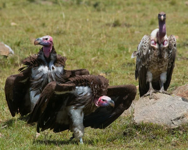Aves predatórias voam para rapina — Fotografia de Stock