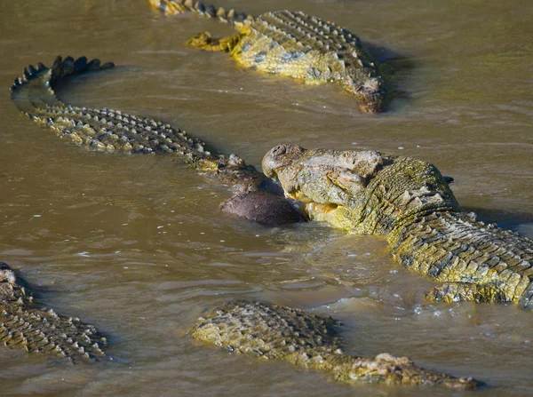 Krokodile in der Flussmara. — Stockfoto