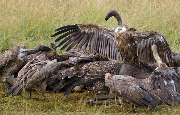 Predatory birds eat the prey Stock Picture