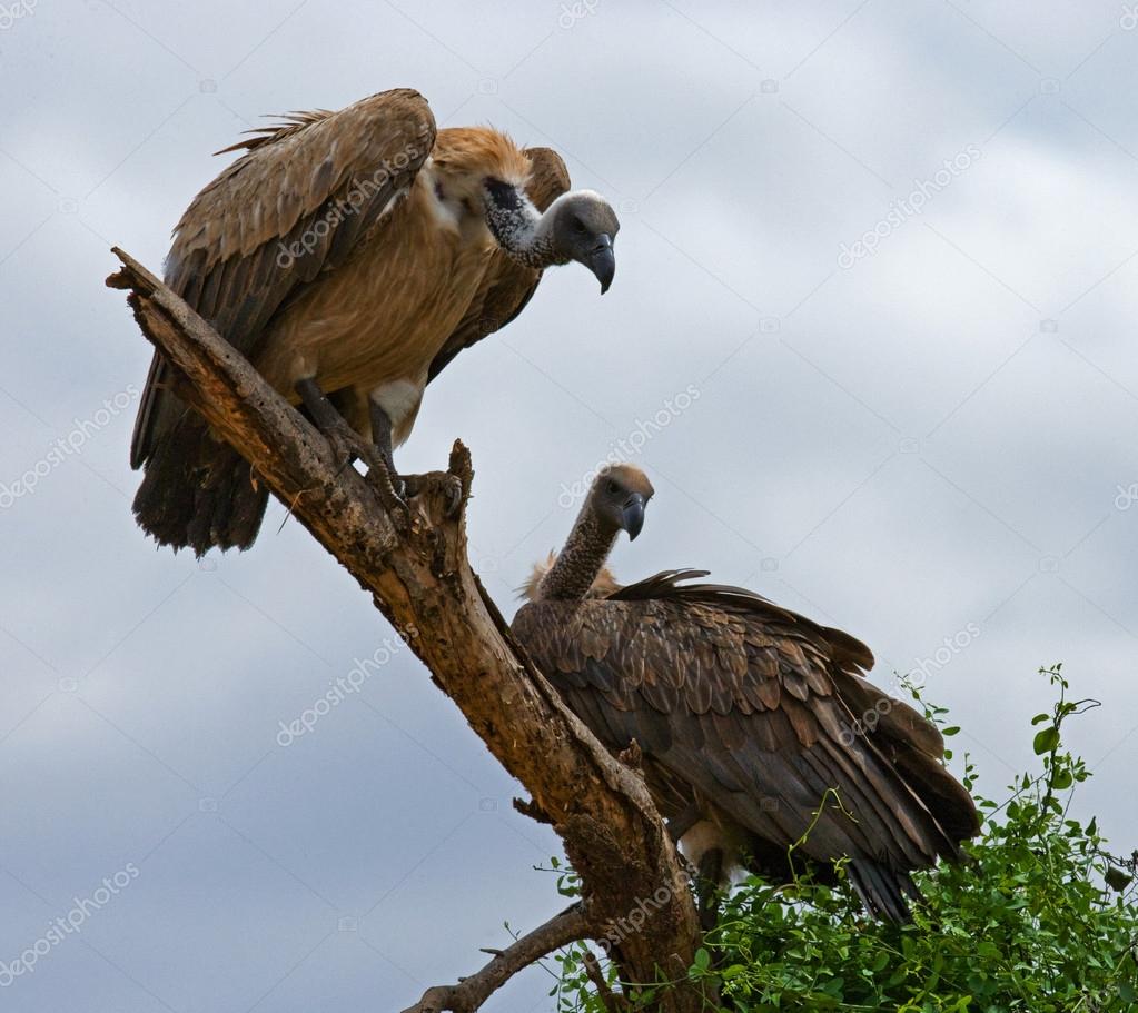 Predatory African birds — Stock Photo © GUDKOVANDREY #115935342, image size:1023x911