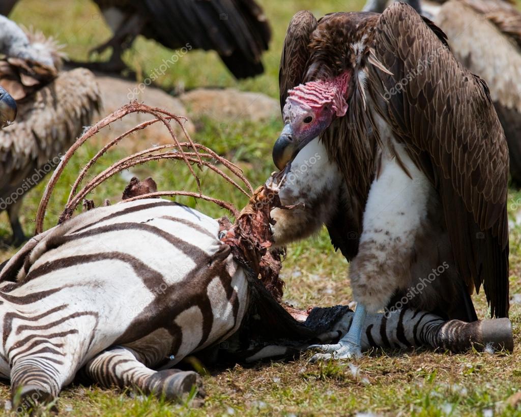 Predatory birds eat the prey — Stock Photo © GUDKOVANDREY #115935818, image size:1024x820