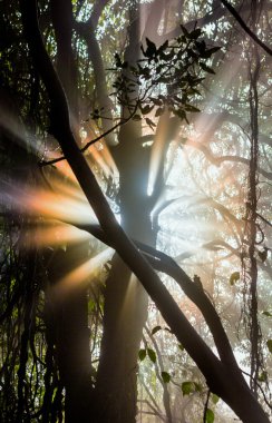 Orman ağaçların arasından parlayan güneş ışınları