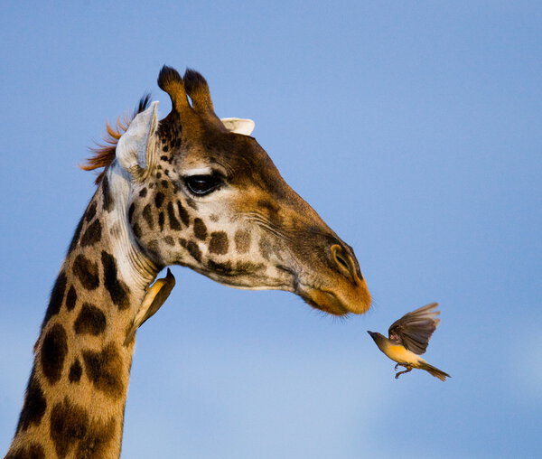 Giraffe and bird close up