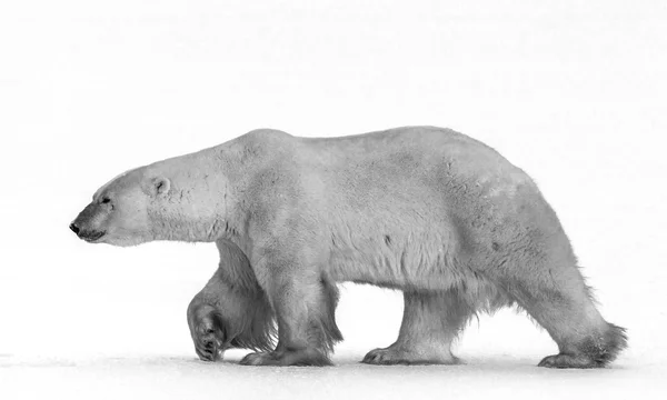 Weißer Eisbär — Stockfoto