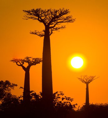 Gündoğumu arka plan, baobabs
