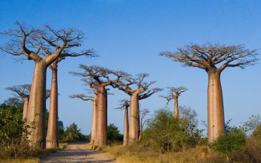Gökyüzü arka plan üzerinde baobabs