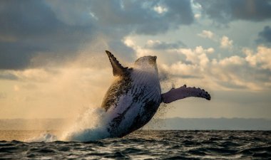 Jump humpback whale