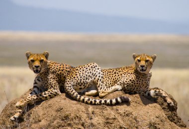 İki çita Savannah.