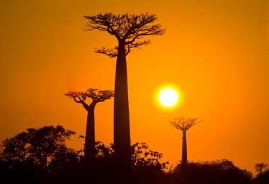 Gündoğumu arka plan, baobabs
