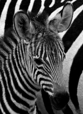 Zebralar üzerinde siyah ve beyaz