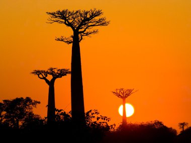 Gündoğumu arka plan, baobabs