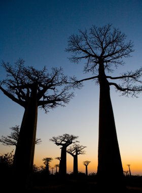Baobabs at sunrise background clipart