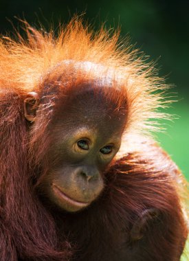 Orangutan portresi yakın çekim