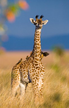 Giraffe in savanna outdoors clipart