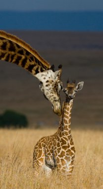 Giraffes in savanna outdoors clipart