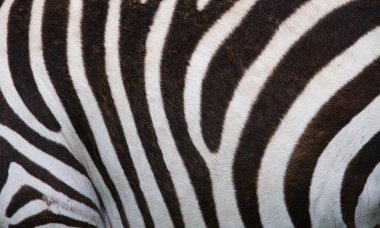 bir zebra deri parçası