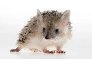 Kirpi beyazı izole etmiş.