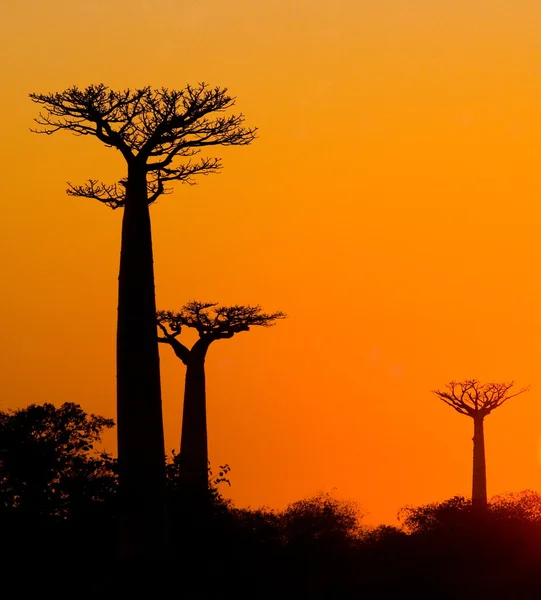 Baobabs sunrise háttér — Stock Fotó