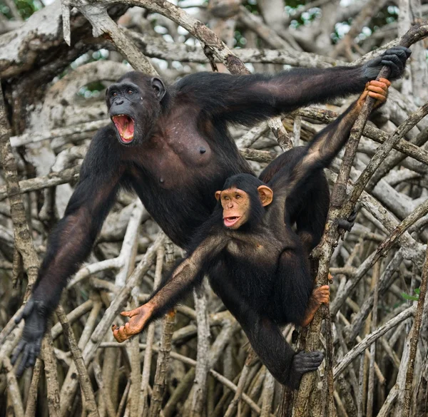 Két fiatal csimpánzok a szabadban — Stock Fotó