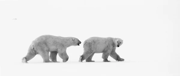 Witte ijsberen — Stockfoto