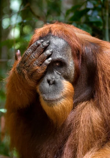 Porträtt av orangutang på nära håll — Stockfoto