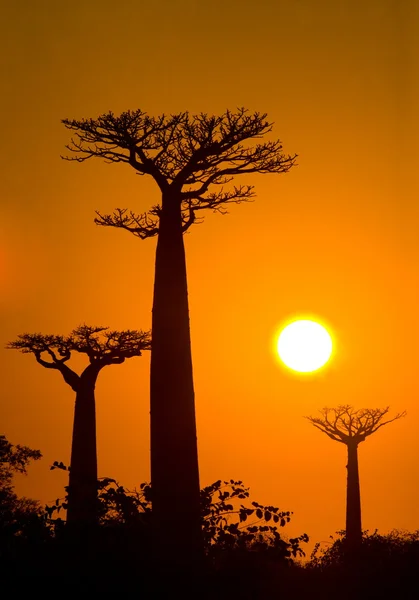 Baobabs på sunrise bakgrund — Stockfoto