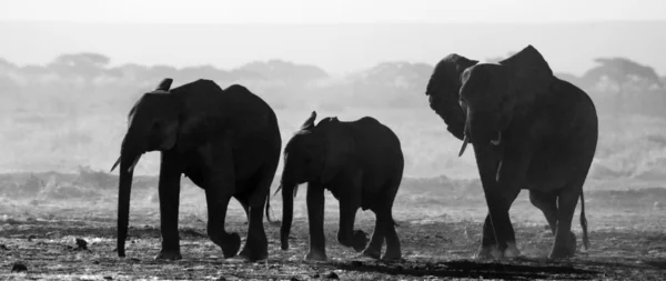 Слоны на черно-белом фото — стоковое фото
