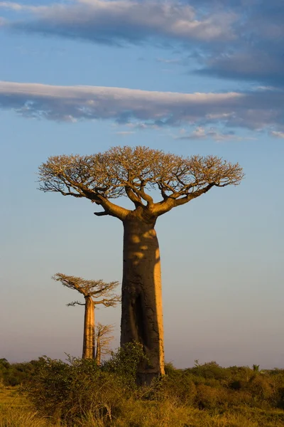 Baobabs på sunrise bakgrund — Stockfoto