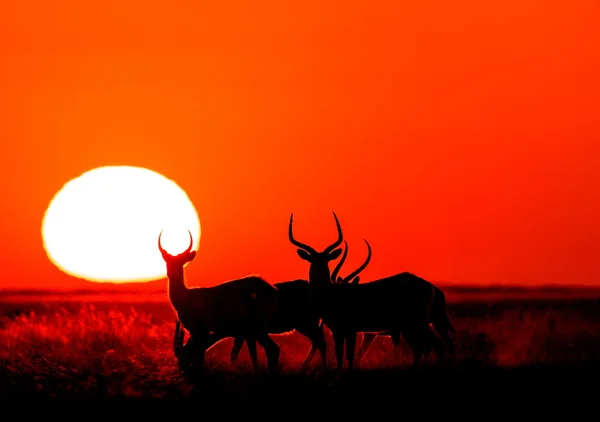 Silhouette delle antilopi al tramonto — Foto Stock