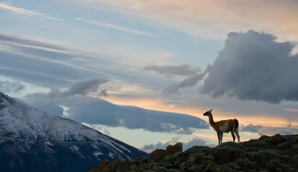 山背景にラマ — ストック写真