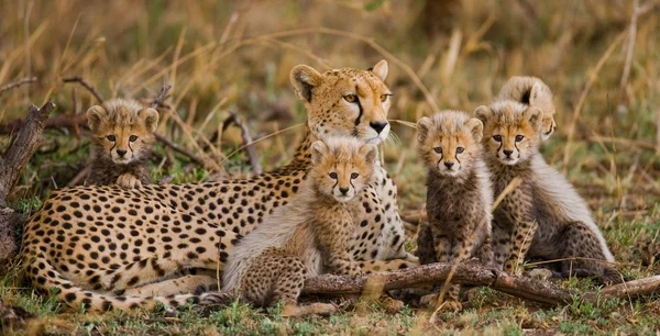 Mãe Cheetah com seus filhotes — Fotografias de Stock © GUDKOVANDREY #96098662