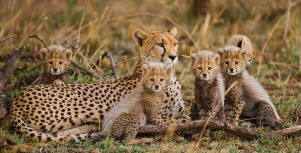 Cheetahs family outdoors